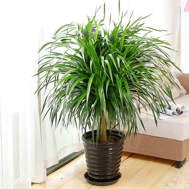 室内哪些植物可以净化空气? 