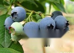 蓝莓的功效作用与禁忌