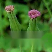 羊蹄草的功效作用与禁忌