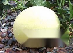 白兰瓜的功效作用与禁忌