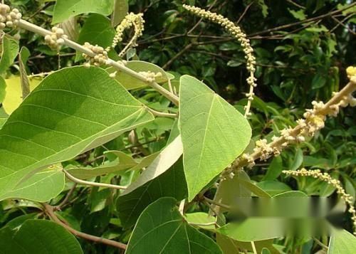 白背叶的功效是什么？有禁忌吗？