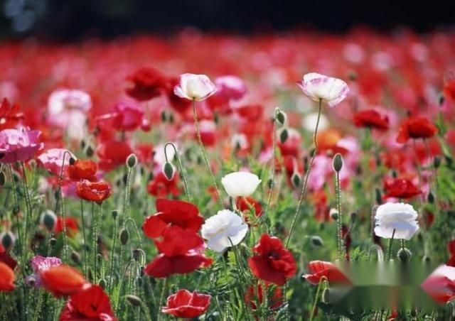 人在食用含有罂粟的食物后会有什么反应