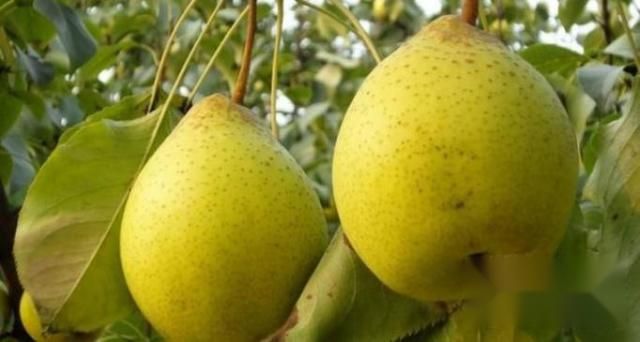 秋季止咳化痰的食物有哪些