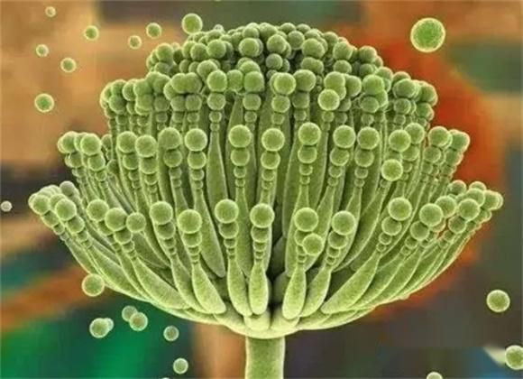 馒头放入冰箱不能吃，会滋生黄曲霉素致癌？6种食物尽量别放冰箱