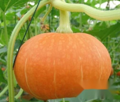 畏寒怕冷吃哪些食物会有暖胃的效果？